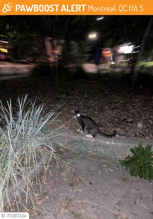 Found/Stray Unknown Cat last seen De Maisonneuve de Vendôme, Montréal, QC H4A 3S9