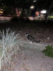 Found/Stray Unknown Cat last seen De Maisonneuve de Vendôme, Montréal, QC H4A 3S9