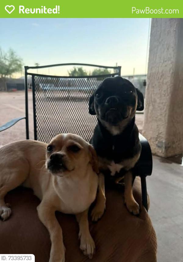 Reunited Female Dog last seen Signal Butte, Mesa, AZ 85209