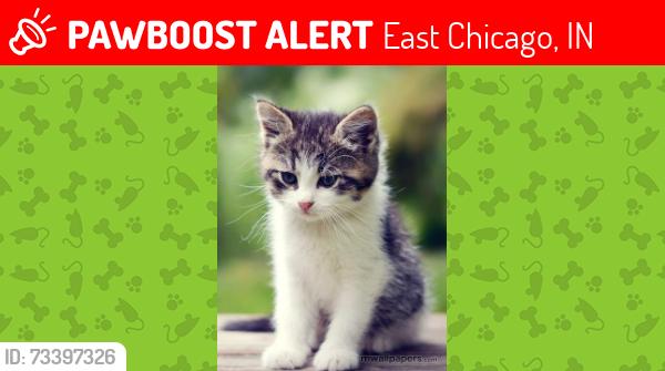 Lost Female Cat last seen \homerlee avunow, East Chicago, IN 46327