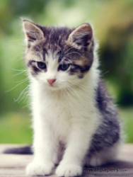 Lost Female Cat last seen \homerlee avunow, East Chicago, IN 46327