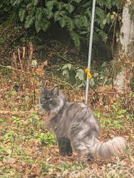 Lost Male Cat last seen 196th Ave and spring lake drive, Renton, WA 98058