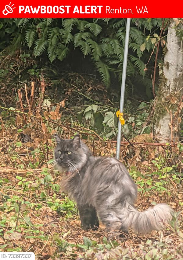 Lost Male Cat last seen 196th Ave and spring lake drive, Renton, WA 98058