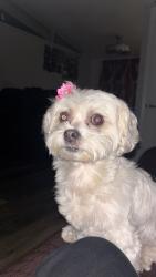 Reunited Female Dog last seen Cross the street, Hayward, CA 94545