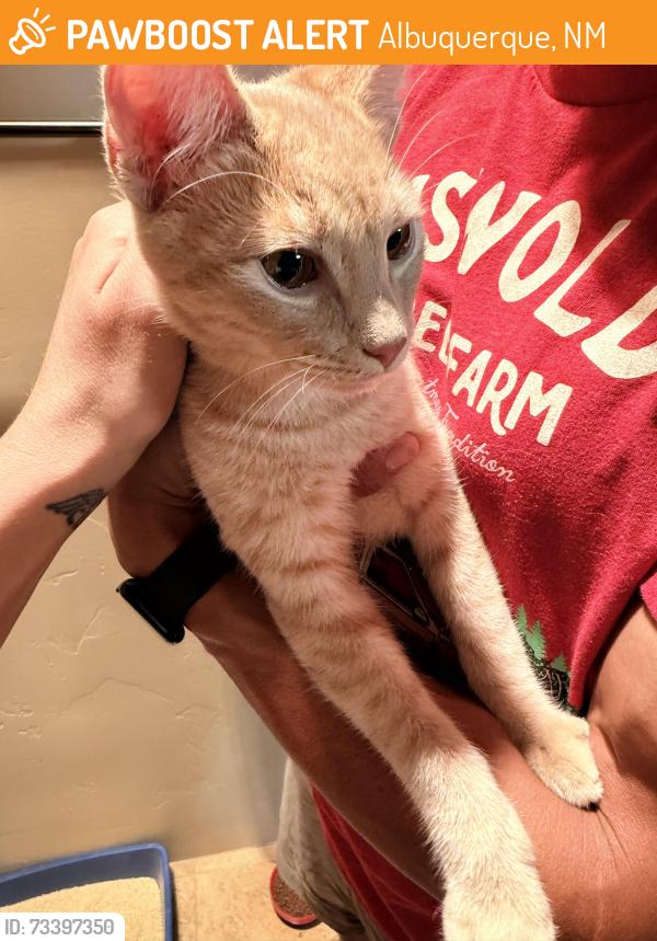 Found/Stray Male Cat last seen Coors and Irving, Albuquerque, NM 87114