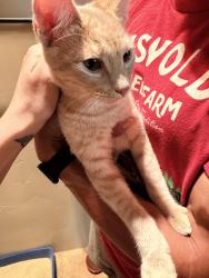 Found/Stray Male Cat last seen Coors and Irving, Albuquerque, NM 87114