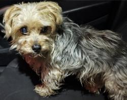 Reunited Male Dog last seen Thornton Road and Stanfield Dr, Sherwood Manor, CA 95209