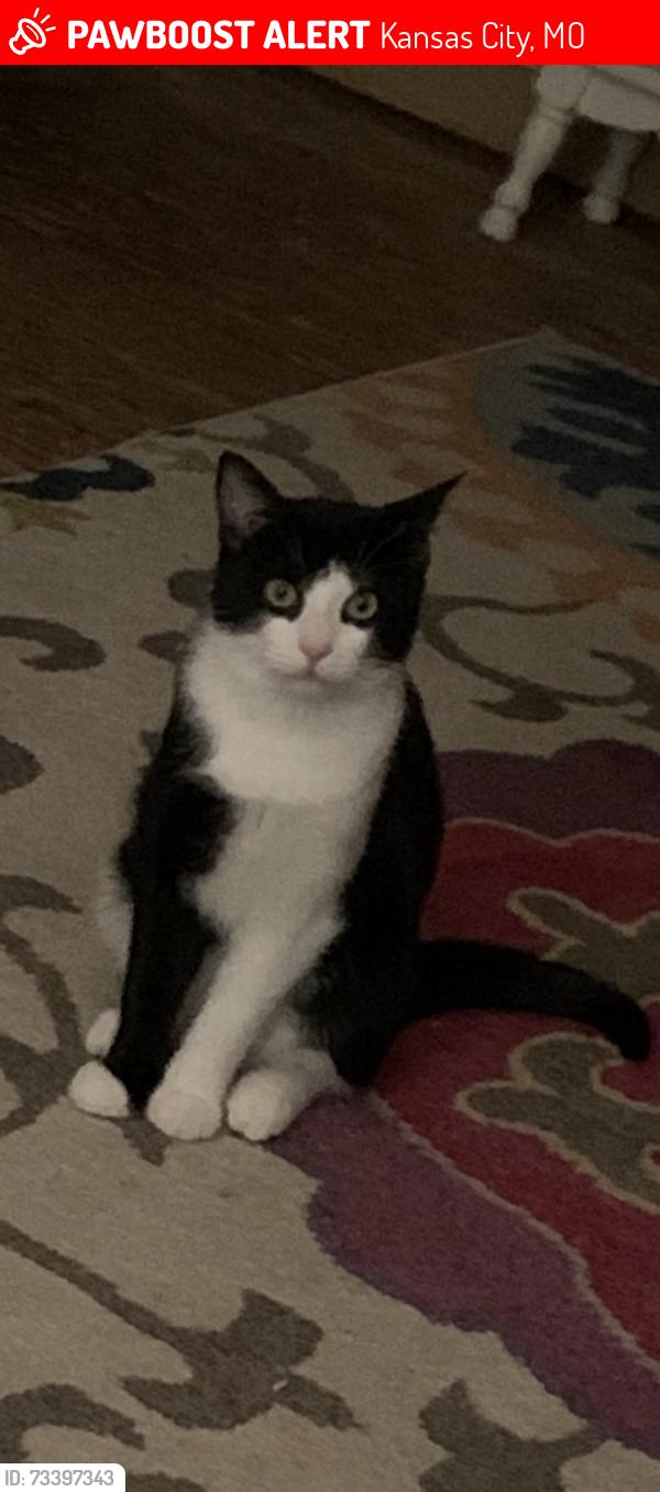 Lost Male Cat last seen 66th and Ward Parkway, Kansas City, MO 64113