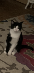 Lost Male Cat last seen 66th and Ward Parkway, Kansas City, MO 64113
