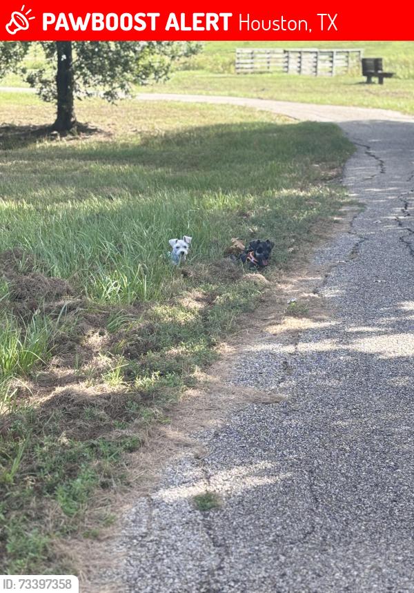Lost Male Dog last seen South Post Oak, Houston, TX 77053