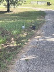 Lost Male Dog last seen South Post Oak, Houston, TX 77053