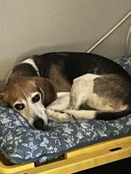 Reunited Male Dog last seen Greenfield middle school, El Cajon, CA 92021