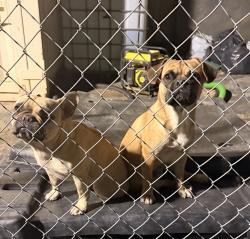 Reunited Male Dog last seen Palmdale blvd, Palmdale, CA 93550