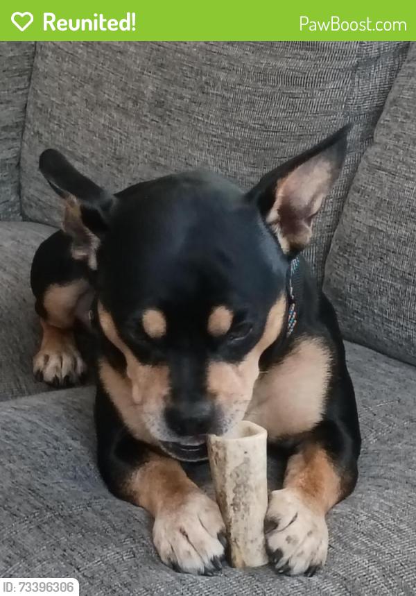 Reunited Male Dog last seen Southeast holgate and 122nd avenue, Portland, OR 97266