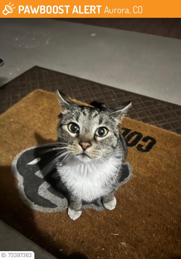 Found/Stray Unknown Cat last seen Bellewood Park, Aurora, CO 80015