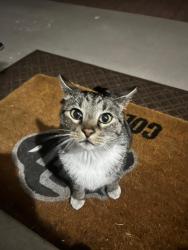 Found/Stray Unknown Cat last seen Bellewood Park, Aurora, CO 80015
