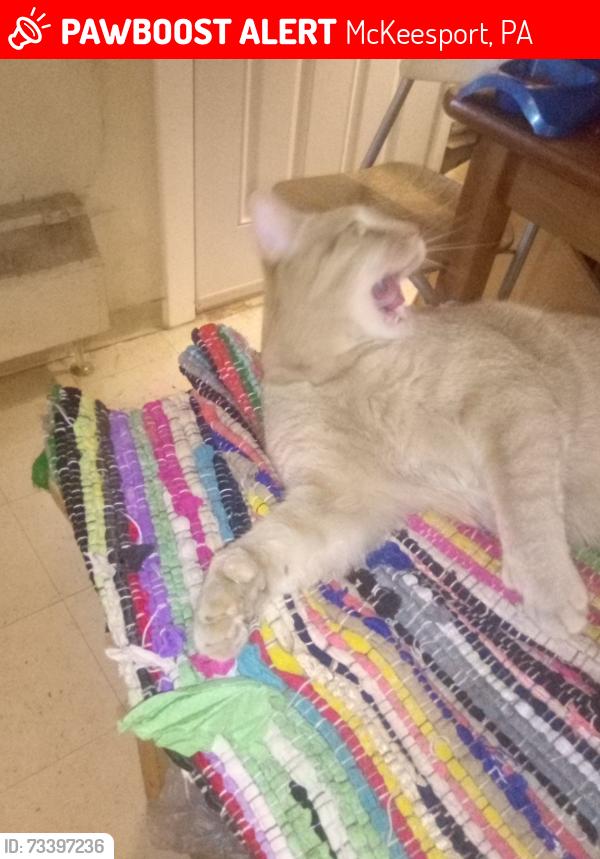 Lost Male Cat last seen North Grandview, McCleary St., McKeesport, PA 15132