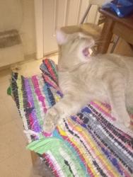 Lost Male Cat last seen North Grandview, McCleary St., McKeesport, PA 15132