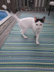 Found/Stray Female Cat last seen NE 23rd Pl/NE Kelly, Gresham, OR 97030