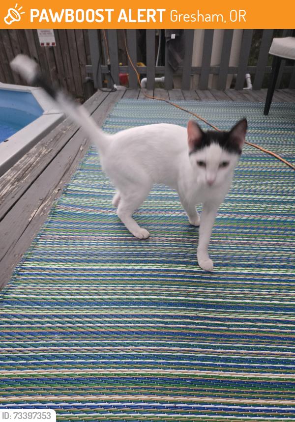 Found/Stray Female Cat last seen NE 23rd Pl/NE Kelly, Gresham, OR 97030