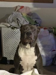 Lost Female Dog last seen Sage berry and Vivid, Las Vegas, NV 89144