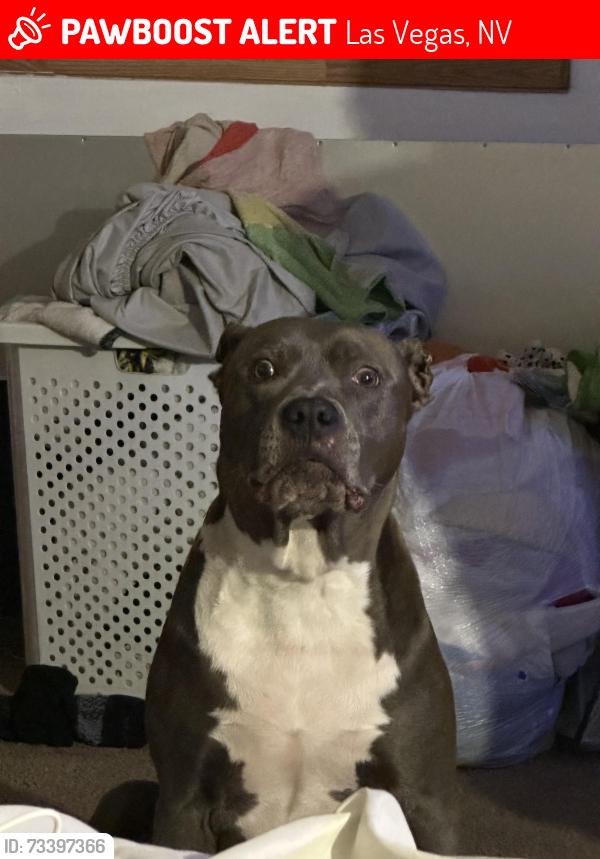 Lost Female Dog last seen Sage berry and Vivid, Las Vegas, NV 89144