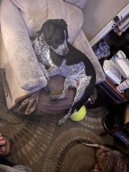 Lost Female Dog last seen Venice ct Gaston sc, Gaston, SC 29053