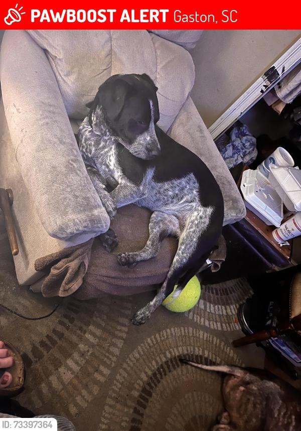 Lost Female Dog last seen Venice ct Gaston sc, Gaston, SC 29053