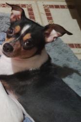 Lost Female Dog last seen Near hawlet st fort worth tx, Fort Worth, TX 76103