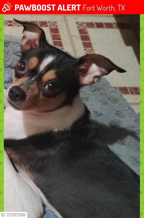 Lost Female Dog last seen Near hawlet st fort worth tx, Fort Worth, TX 76103
