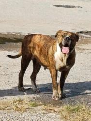 Found/Stray Female Dog last seen Near Metropolitan Ave, Kansas City, KS 66106, Kansas City, KS 66106