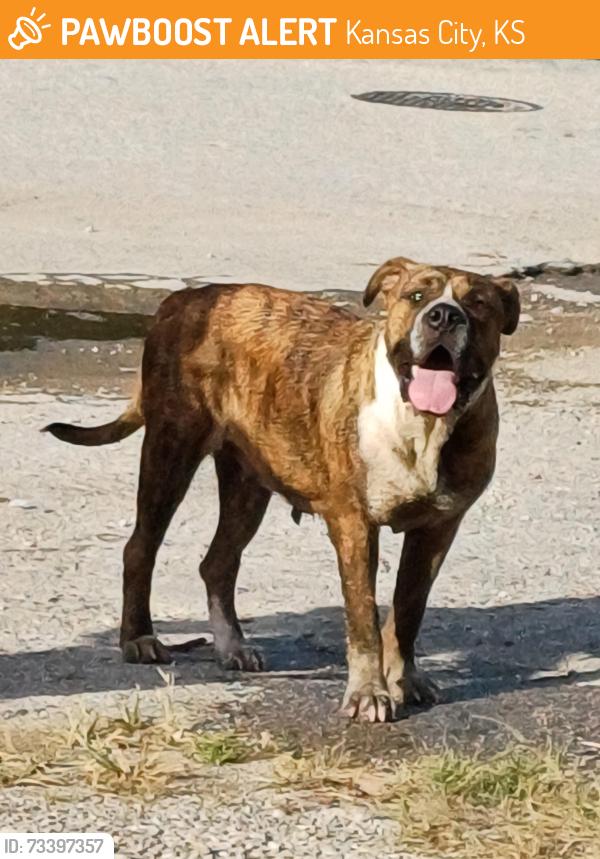 Found/Stray Female Dog last seen Near Metropolitan Ave, Kansas City, KS 66106, Kansas City, KS 66106
