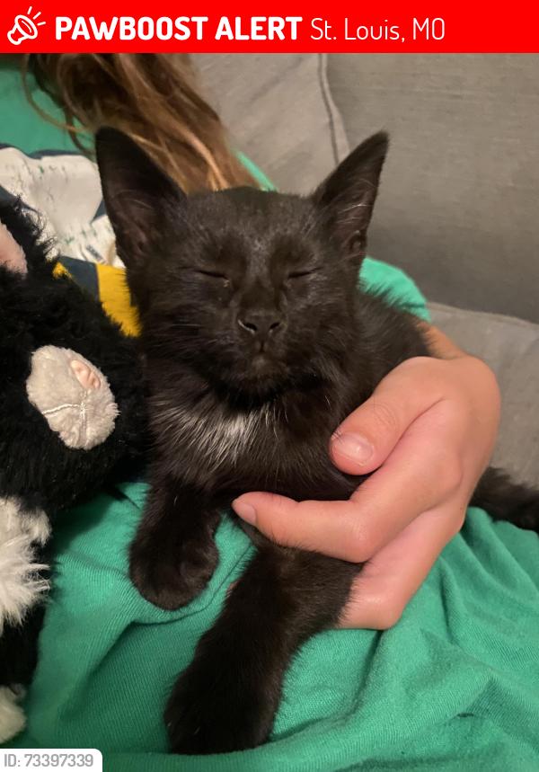 Lost Female Cat last seen Magnolia and sulphur, St. Louis, MO 63139