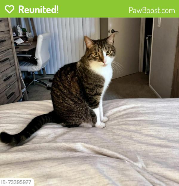 Reunited Male Cat last seen Near Sellas Rd S, Ladera Ranch, CA 92694, USA, Ladera Ranch, CA 92694