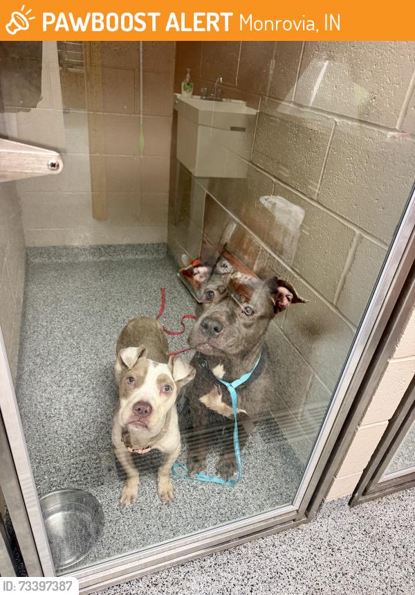 Found/Stray Female Dog last seen County rd, Monrovia, IN 46157