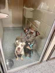 Found/Stray Female Dog last seen County rd, Monrovia, IN 46157