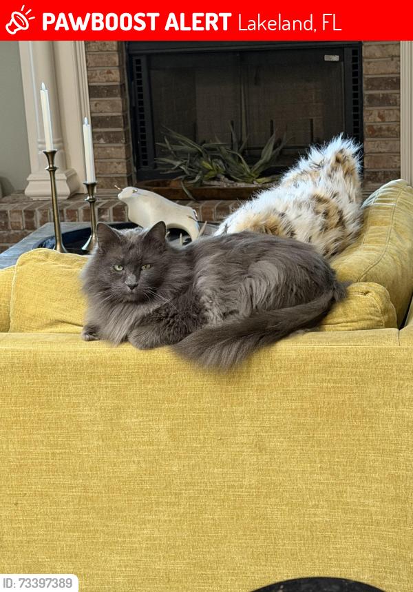 Lost Male Cat last seen Itchepackesassa dr walker rd, Lakeland, FL 33810