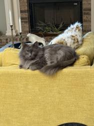 Lost Male Cat last seen Itchepackesassa dr walker rd, Lakeland, FL 33810