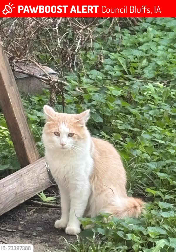 Lost Male Cat last seen Siuox and comanche council bluffs Iowa, Council Bluffs, IA 51501