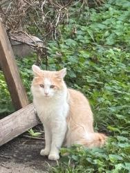 Lost Male Cat last seen Siuox and comanche council bluffs Iowa, Council Bluffs, IA 51501