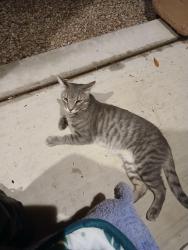 Found/Stray Male Cat last seen La Canada and River Road, Tucson, AZ 85704