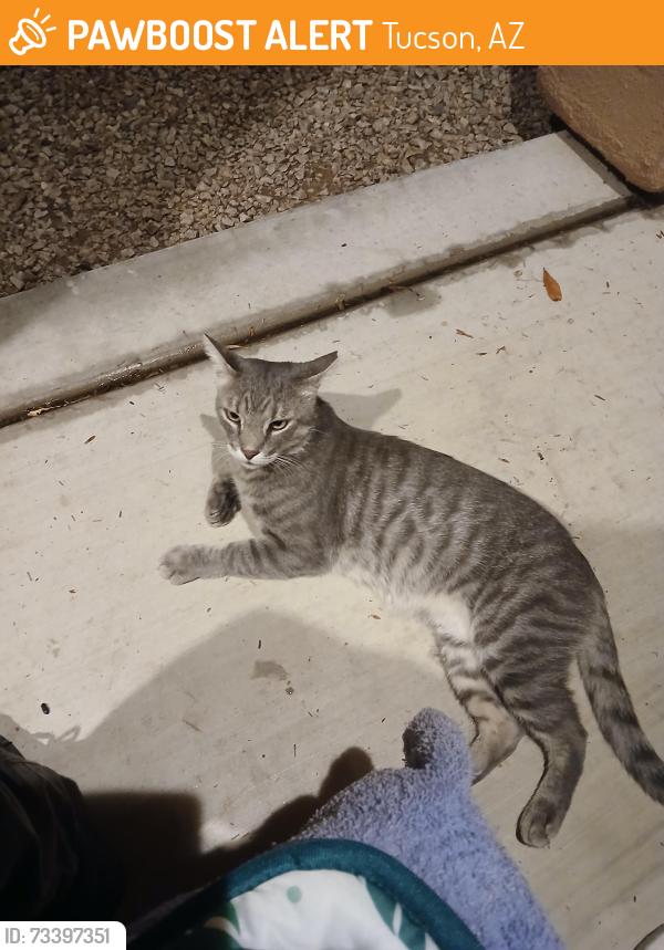 Found/Stray Male Cat last seen La Canada and River Road, Tucson, AZ 85704