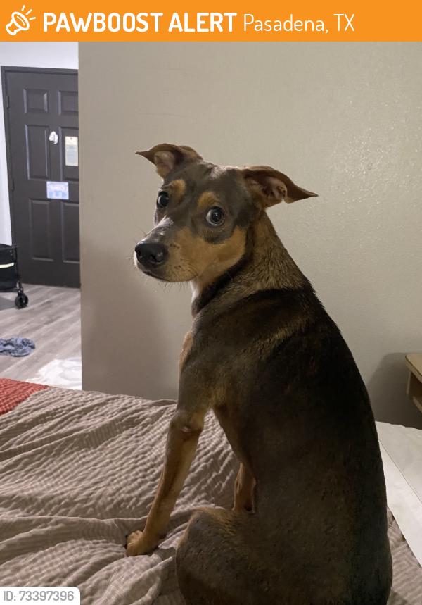 Found/Stray Male Dog last seen Darling Ave, Washington st,, Pasadena, TX 77503