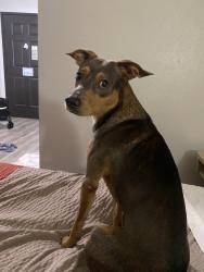 Found/Stray Male Dog last seen Darling Ave, Washington st,, Pasadena, TX 77503