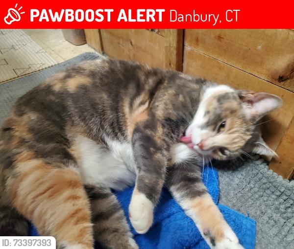 Lost Female Cat last seen Lake Breeze Dr in Candlewood Trailer Pk, Danbury, CT 06811