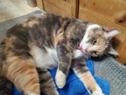 Lost Female Cat last seen Lake Breeze Dr in Candlewood Trailer Pk, Danbury, CT 06811
