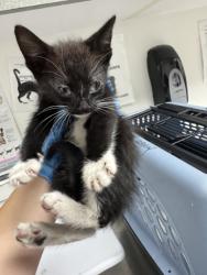Shelter Stray Male Cat last seen Near 5th Ave, Oakland, CA, 1101 29th Ave, Oakland, CA 94601, USA