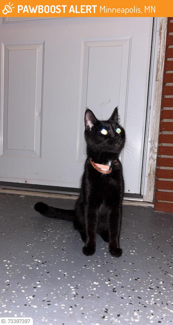 Found/Stray Female Cat last seen Near Colfax Ave north mn 55430, Minneapolis, MN 55430