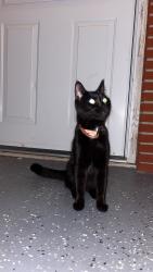 Found/Stray Female Cat last seen Near Colfax Ave north mn 55430, Minneapolis, MN 55430