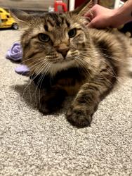 Lost Male Cat last seen 3rd St and Flormann St, Rapid City, SD 57701